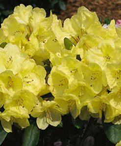 Rododendras 'Goldkrone‘ / Rhododendron 'Goldkrone‘