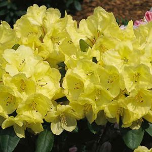 Rododendras 'Goldkrone‘ / Rhododendron 'Goldkrone‘