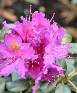 Rododendras 'Lebretto‘ / Rhododendron 'Lebretto‘