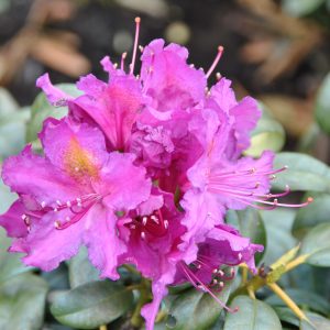 Rododendras 'Lebretto‘ / Rhododendron 'Lebretto‘