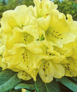 Alternative view of Rododendras 'Goldkrone‘ / Rhododendron 'Goldkrone‘