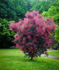 Europinis pūkenis 'Royal Purple‘  / Cotinus coggygria 'Royal Purple‘