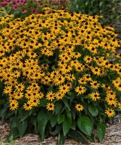 Žėrinčioji rudbekija / Rudbeckia fulgida