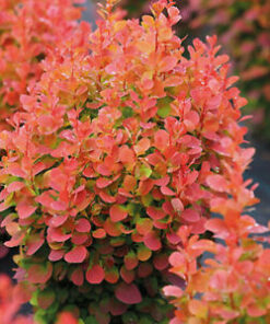 Tunbergo raugerškis ‘Florence’ / Berberis thunbergii ‘Florence’