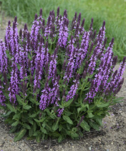 Gojinis šalavijas / Salvia nemorosa