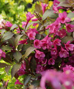 Ankstyvoji veigelė 'Rumba‘ / Weigela praecox ‘Rumba’