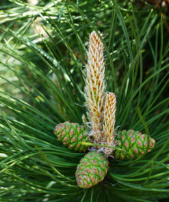 Alternative view of Juodoji pušis / Pinus nigra