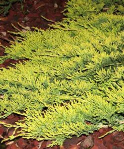 Gulsčiasis - šliaužiantis kadagys ‘Limeglow’ / Juniperus horizontalis ‘Limeglow’