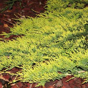Gulsčiasis - šliaužiantis kadagys ‘Limeglow’ / Juniperus horizontalis ‘Limeglow’
