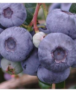 Alternative view of Aukštoji šilauogė 'Sierra‘ / Vaccinium corymbosum 'Sierra‘