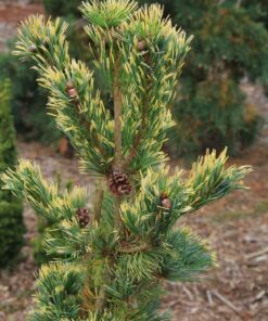 Alternative view of Smulkiažiedė pušis 'Fukai‘ / Pinus parviflora 'Fukai‘