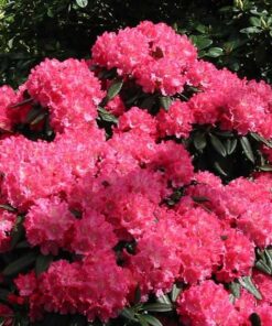 Rododendras 'Kazimierz Wielki/ Royal Scarlet‘ / Rhododendron 'Kazimierz Wielki/ Royal Scarlet‘