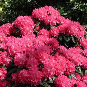 Rododendras 'Kazimierz Wielki/ Royal Scarlet‘ / Rhododendron 'Kazimierz Wielki/ Royal Scarlet‘