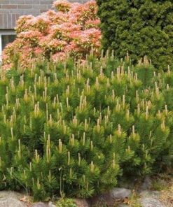 Kalninė pušis / Pinus mugo pumila