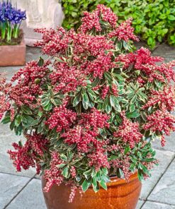 Alternative view of Bereinutis (Pieris) japoninis / Pieris japonica
