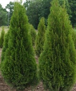 Alternative view of Vakarinė tuja 'Smaragd‘ / Thuja occidentalis 'Smaragd‘