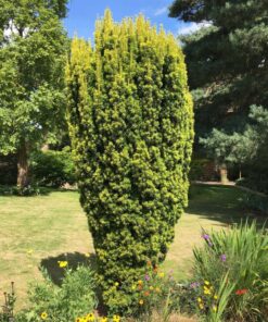 Europinis kukmedis 'Fastigiata Aureomarginata‘ / Taxus baccata 'Fastigiata Aureomarginata‘