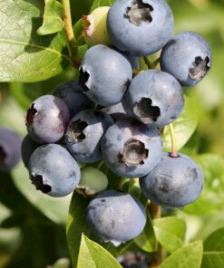 Aukštoji šilauogė 'Sierra‘ / Vaccinium corymbosum 'Sierra‘