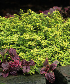 Citrininis čiobrelis / Thymus citriodorus