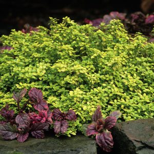 Citrininis čiobrelis / Thymus citriodorus