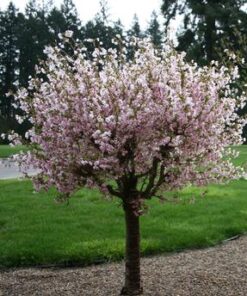 Alternative view of Triskiautis migdolas / Prunus triloba