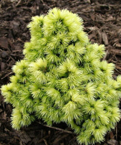 Baltoji eglė 'Dendrofarma Gold' / Picea glauca 'Dendrofarma Gold'