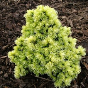 Baltoji eglė 'Dendrofarma Gold' / Picea glauca 'Dendrofarma Gold'