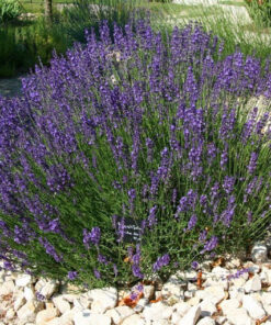 Alternative view of Levanda / Levandula