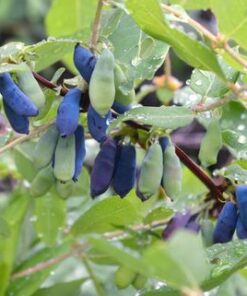 Alternative view of Kamčiatkinis sausmedis 'Morena‘ / Lonicera kamtschatica 'Morena‘