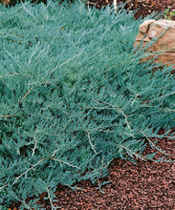 Gulsčiasis - šliaužiantis kadagys ‘Wiltonii’ / Juniperus horizontalis ‘Wiltonii’