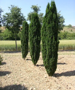 Europinis kukmedis 'Fastigiata‘ / Taxus baccata 'Fastigiata‘