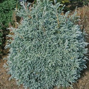 Žirniavaisis puskiparisis 'Boulevard‘ / Chamaecyparis pisifera 'Boulevard‘