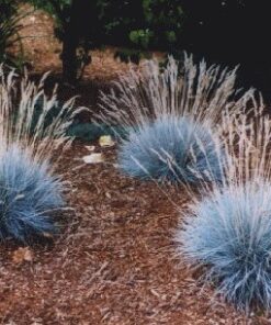 Stepinis eraičinas / Festuca valesiaca