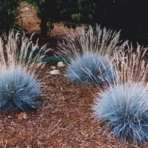 Stepinis eraičinas / Festuca valesiaca
