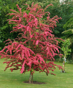 Grauželinė gudobelė 'Paul‘s Scarler‘ / Crataegus x media 'Paul‘s Scarler‘