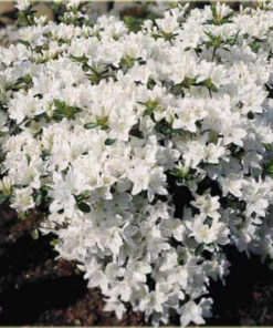 Japoninė azalija 'Kermesina Alba‘ / Azalea japonica 'Kermesina Alba‘