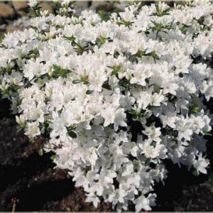 Japoninė azalija 'Kermesina Alba‘ / Azalea japonica 'Kermesina Alba‘