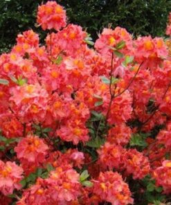 Azalija 'Juanita‘ / Azalea 'Juanita‘