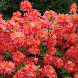 Azalija 'Juanita‘ / Azalea 'Juanita‘