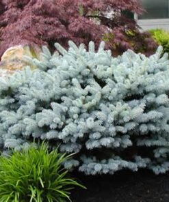 Paprastoji eglė 'Glauca Globosa‘ / Picea abies 'Glauca Globosa‘