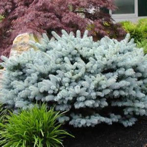 Paprastoji eglė 'Glauca Globosa‘ / Picea abies 'Glauca Globosa‘