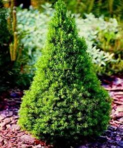 Baltoji eglė 'Piccolo‘ / Picea glauca 'Piccolo‘