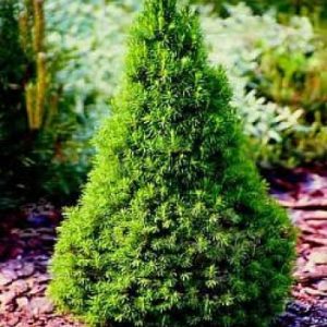 Baltoji eglė 'Piccolo‘ / Picea glauca 'Piccolo‘