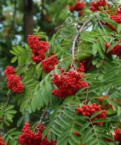 Alternative view of Paprastasis šermukšnis 'Pendula‘ / Sorbus aucuparia 'Pendula'