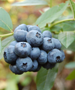 Alternative view of Aukštoji šilauogė 'Duke‘ / Vaccinium corymbosum 'Duke‘