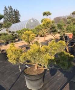 Alternative view of Kalninės pušies 'Winter Gold‘ bonsas  / Bonsai 'Winter Gold'  PARDUOTAS
