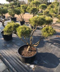 Kalninės pušies bonsas /  Bonsai  PARDUOTAS