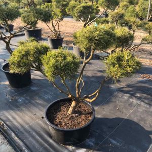 Kalninės pušies bonsas /  Bonsai  PARDUOTAS