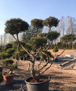 Kalninės pušies bonsas / Bonsai  PARDUOTAS