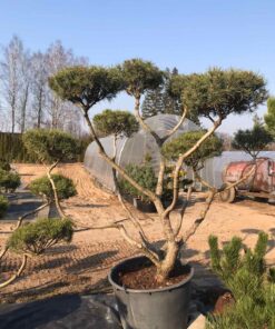 Alternative view of Kalninės pušies bonsas / Bonsai  PARDUOTAS